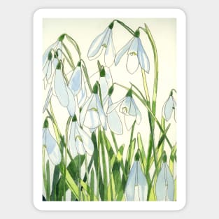 Snowdrops watercolour painting Sticker